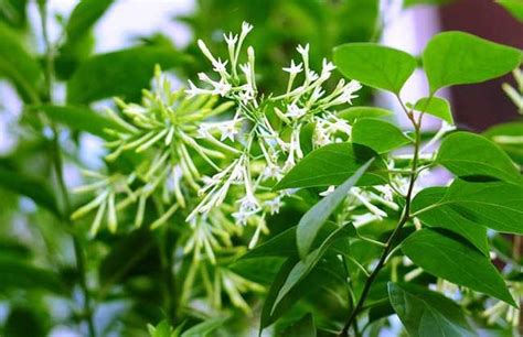 夜來香花期|夜來香(夜香花):形態特徵,產地生境,生長習性,繁殖方式,栽培技術,。